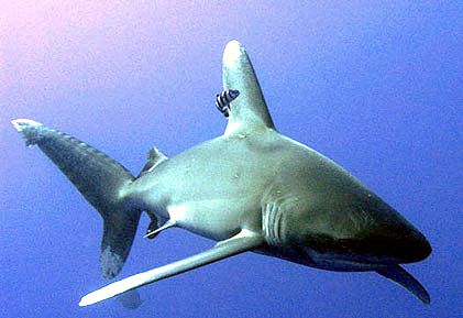 Carcharhinus longimanus _09.jpg
